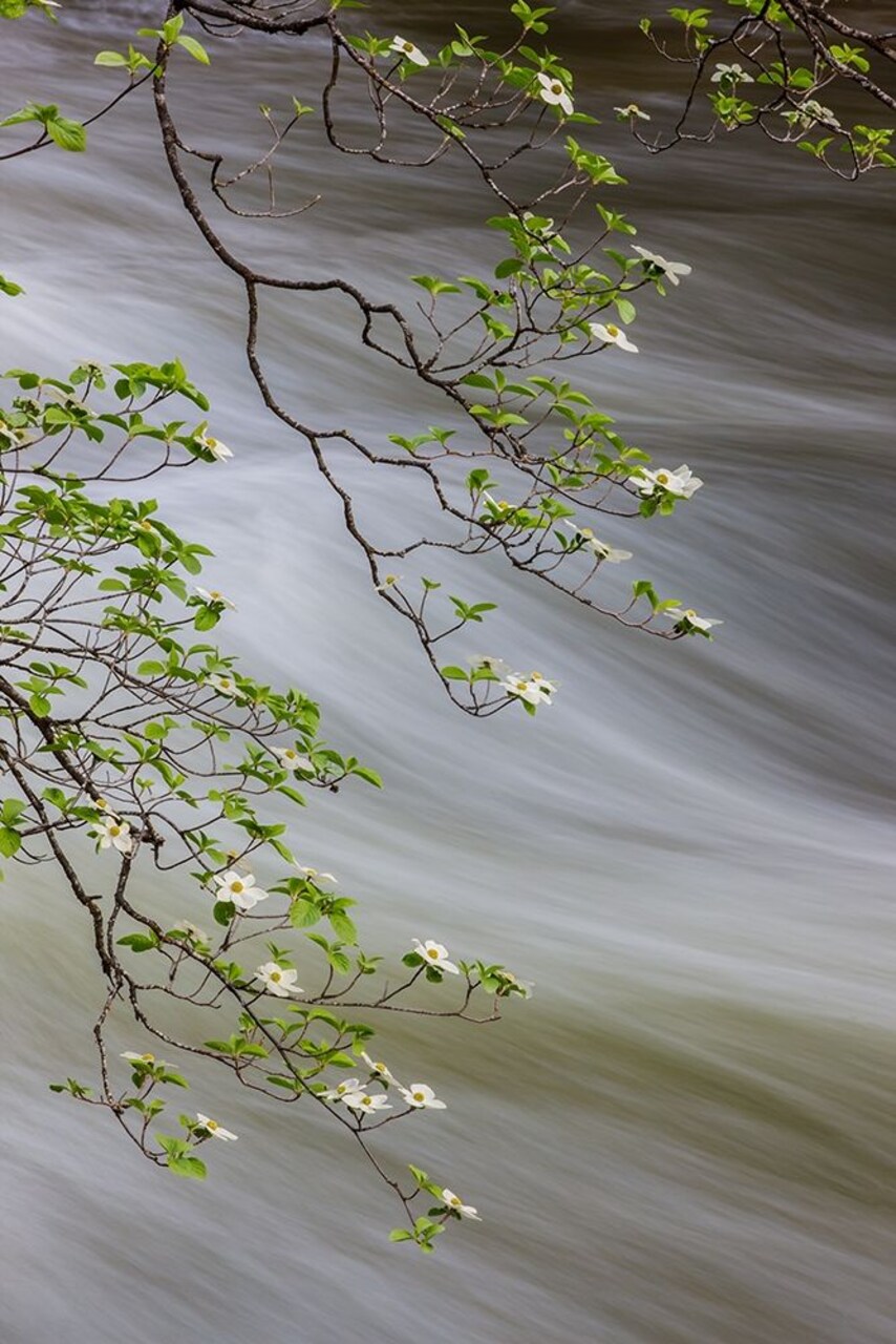 Dogwood Grace Ii Poster Print by William Neill - Item # VARPDXWN292